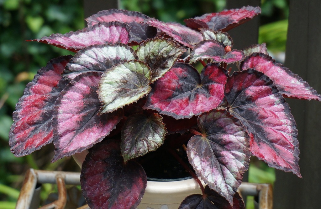 Begonia Rex Stained Glass Care